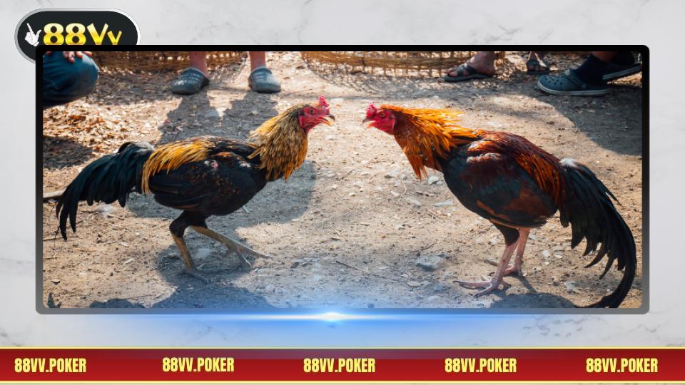 Bí quyết giúp chiến thắng khi cược gà