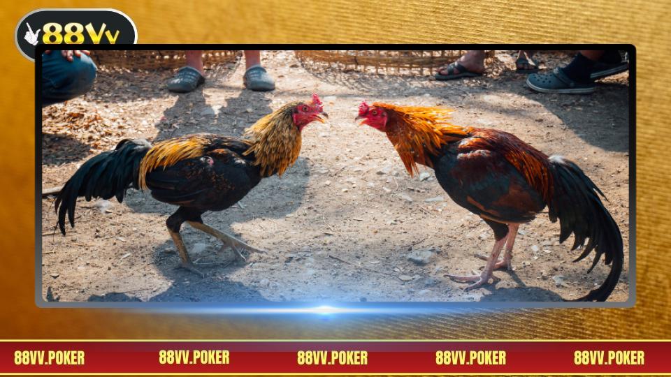 Bí quyết theo dõi cá cược hiệu quả