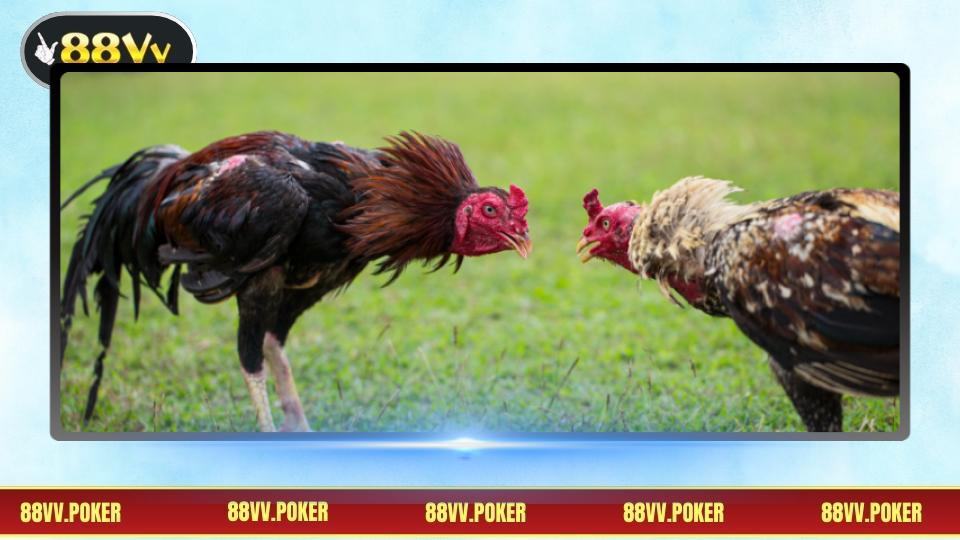 Hướng dẫn tham gia cá cược trực tuyến chi tiết