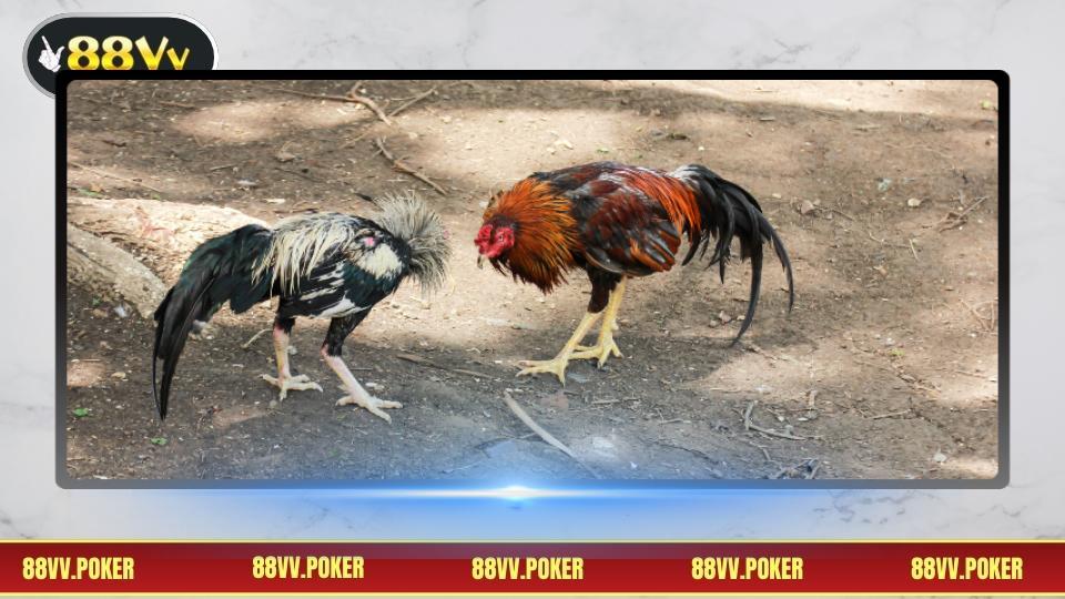 Tổng quan đá gà thomo với trận đấu hấp dẫn